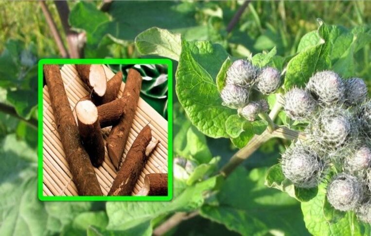 Burdock is highly valuable in treating arthritis of the knee using folk remedies. 